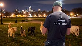 פקחים וכלבים, צילום: shutterstock